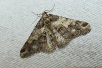 Agriopis leucophaearia