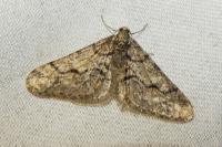 Agriopis leucophaearia