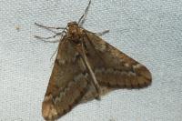 Alsophila aescularia