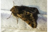 Apocheima hispidaria