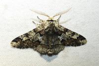 Biston strataria