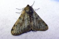Phigalia pilosaria