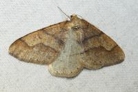 Phigaliohybernia marginaria