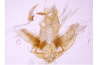 Agonopterix heracliana