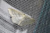 Idaea subsericeata