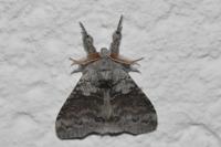 Calliteara pudibunda