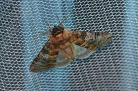 Tethea ocularis