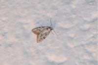 Nola confusalis