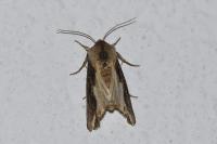 Egira conspicillaris