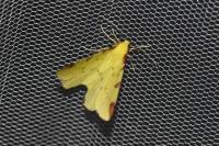 Opisthograptis luteolata