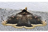 Saturnia pyri