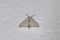Spilosoma lubricipeda