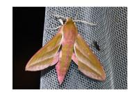 Deilephila elpenor