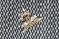 Drymonia dodonaea