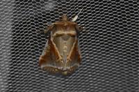 Habrosyne pyritoides