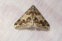 Agriopis leucophaearia