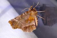Selenia dentaria