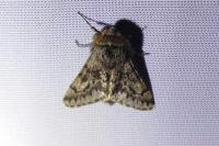 Apocheima hispidaria