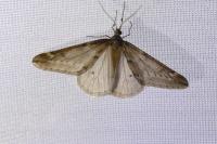 Alsophila aescularia