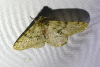 Phigalia pilosaria