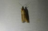Tortricodes alternella