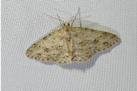 Ectropis crepuscularia
