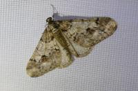 Agriopis leucophaearia