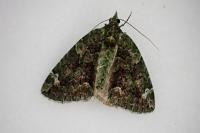 Chloroclysta siterata