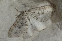 Colostygia multistrigaria