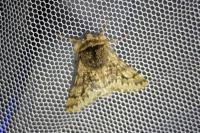 Apocheima hispidaria
