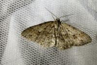 Ectropis crepuscularia