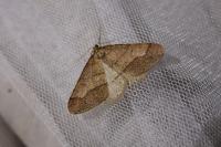 Phigaliohybernia marginaria