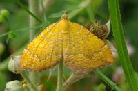Camptogramma bilineata