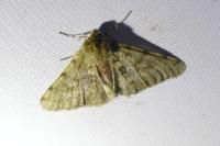Phigalia pilosaria