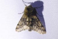 Apocheima hispidaria