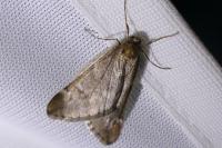 Alsophila aescularia