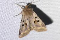 Orthosia gothica