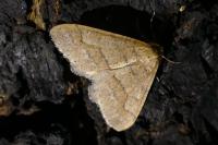 Phigaliohybernia marginaria
