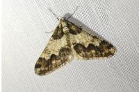 Agriopis leucophaearia