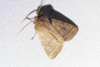 Orthosia cerasi