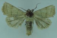 Charanyca trigrammica