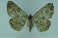 Peribatodes rhomboidaria