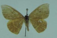 Watsonalla binaria/uncinula