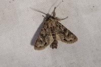 Xylocampa areola
