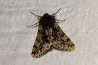 Apocheima hispidaria