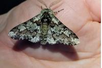 Biston strataria