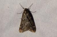 Alsophila aescularia