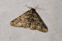 Agriopis leucophaearia