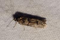Tortricodes alternella