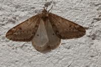 Alsophila aescularia